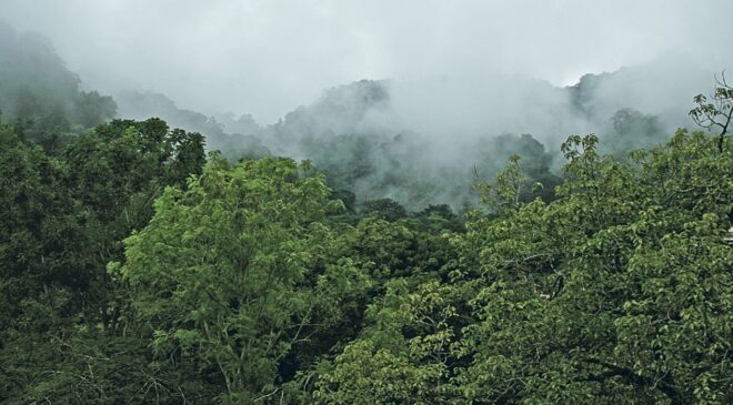 тропические леса